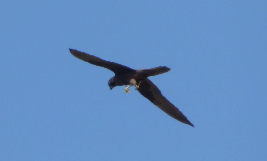 Falco della Regina (Falco eleonorae), dark morph = forma scura